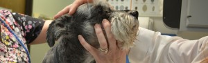 Tulsa's Best Veterinary Hospital