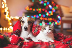 Keeping your pet safe this holiday season