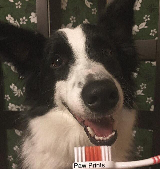 Brushing Your Pet’s Teeth: The “How To”