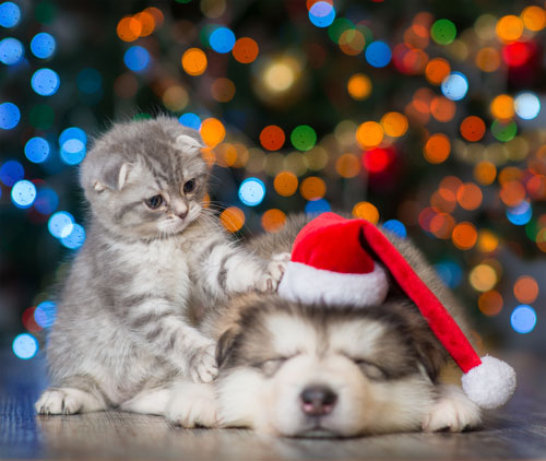 Keep Your Pets Safe This Holiday Season.