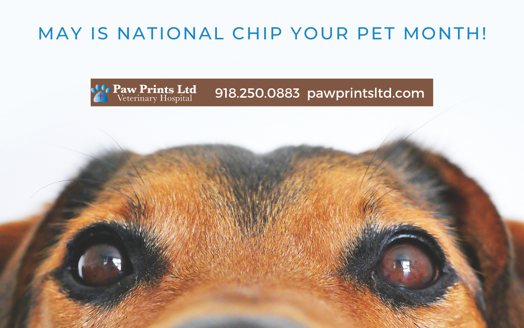 MAY IS NATIONAL CHIP YOUR PET MONTH!